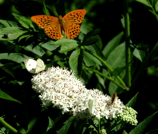 Argynnis paphia (Lepidoptera, Nymphalidae)